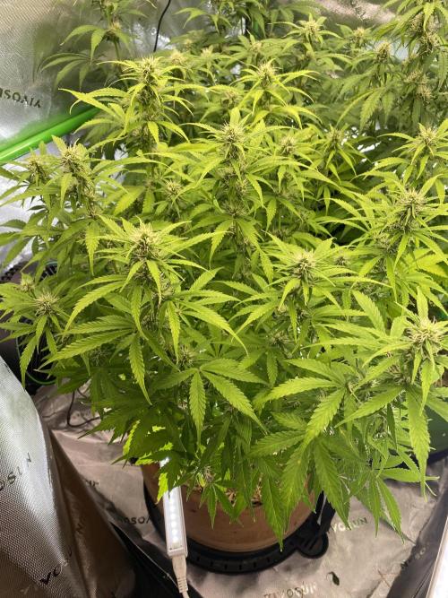 Super Lemon Haze Auto. Week 8