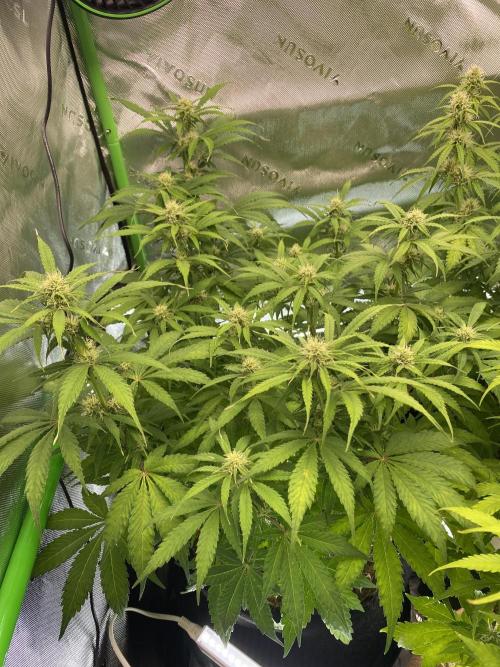 Super Lemon Haze Auto. Week 8