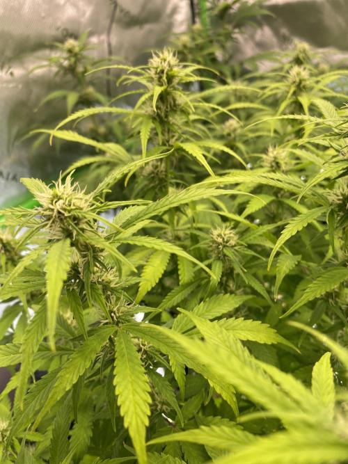 Super Lemon Haze Auto. Week 8