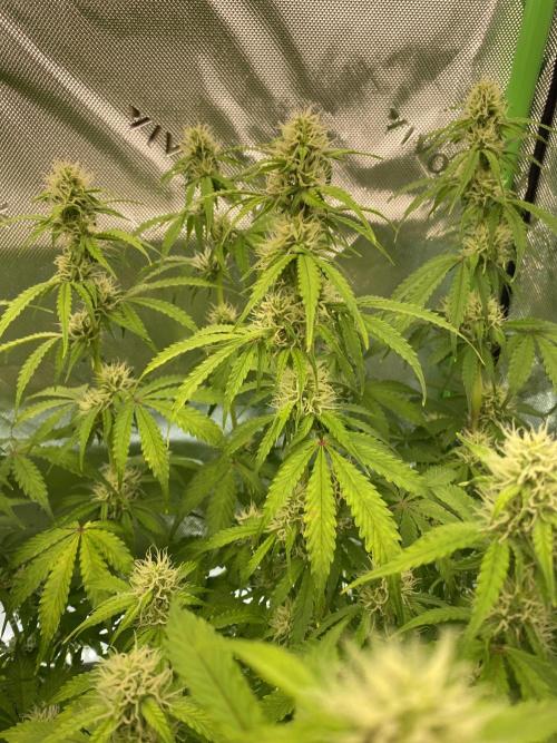 Super Lemon Haze Auto. Week 8