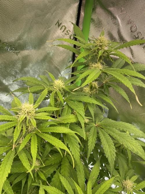 Super Lemon Haze Auto. Week 8