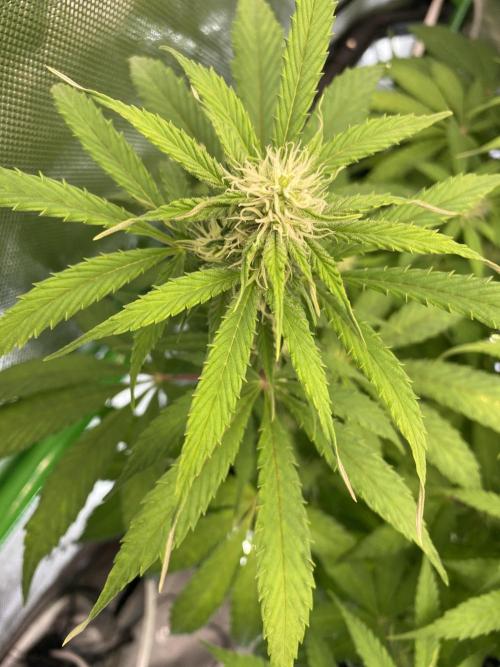 Super Lemon Haze Auto. Week 8