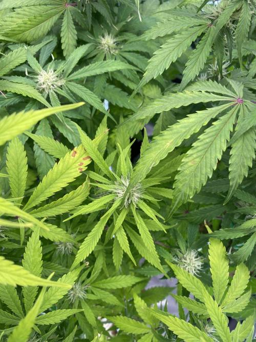 Super Lemon Haze Auto. Week 8