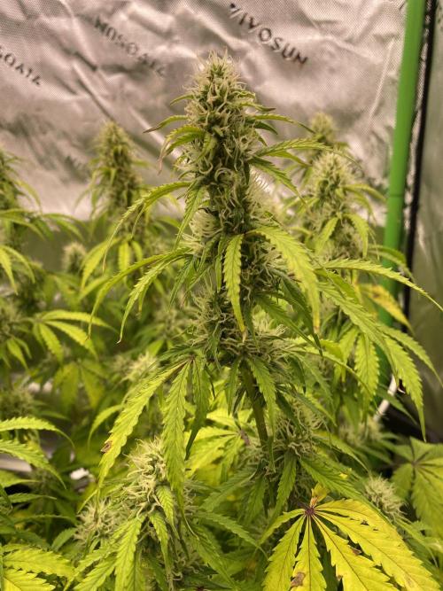 Super Lemon Haze Auto. Week 9