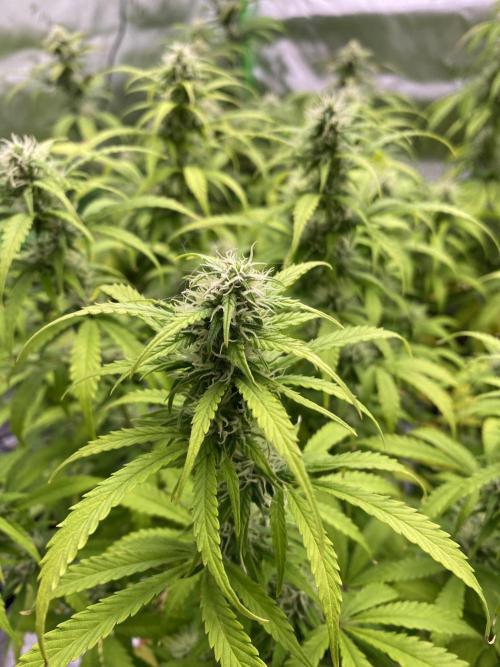 Super Lemon Haze Auto. Week 9