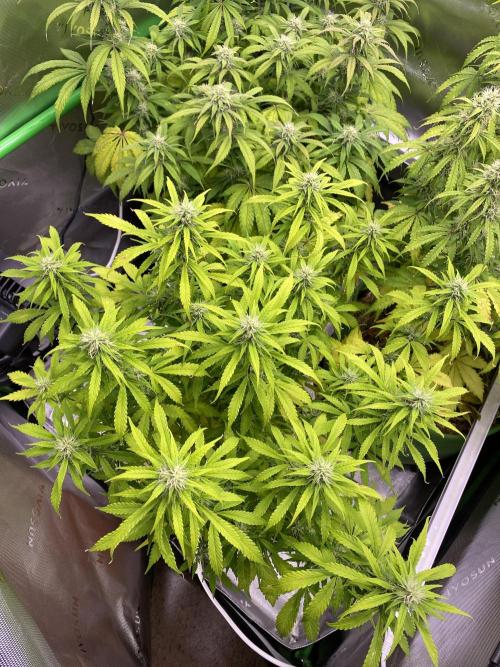 Super Lemon Haze Auto. Week 9