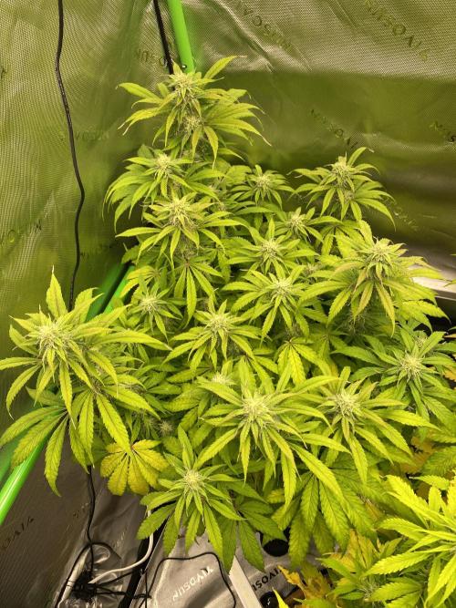 Super Lemon Haze Auto. Week 9