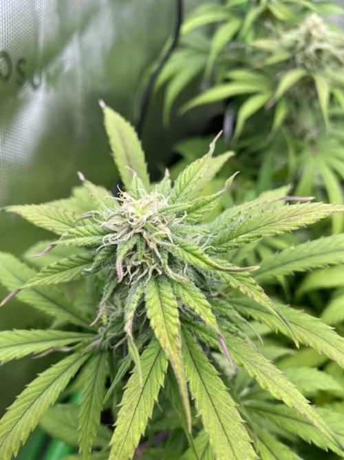 Super Lemon Haze Auto. Week 9