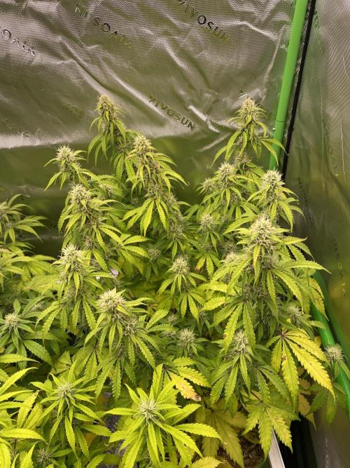 Super Lemon Haze Auto. Week 9