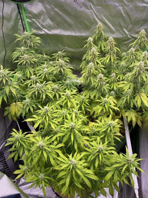 Super Lemon Haze Auto. Week 9