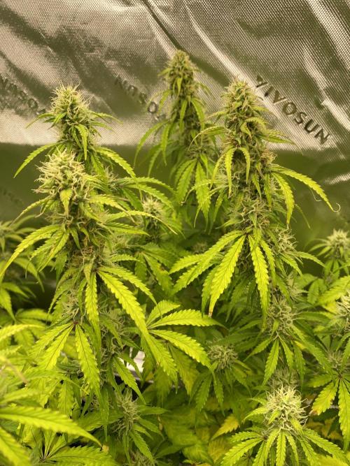 Super Lemon Haze Auto. Week 9