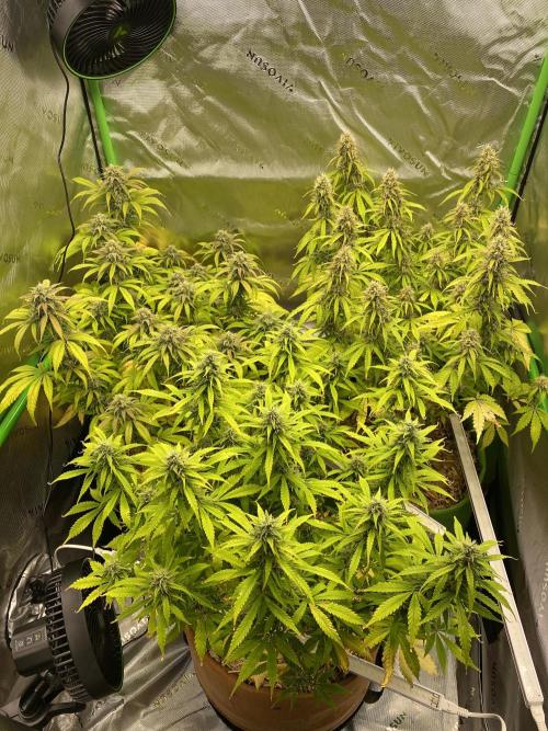 Super Lemon Haze Auto. Week 10