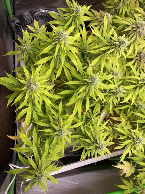 Super Lemon Haze Auto. Week 10