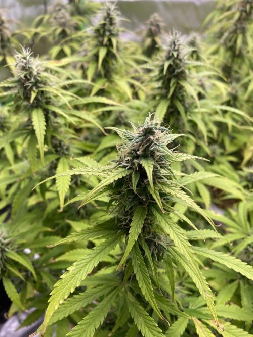 Super Lemon Haze Auto. Week 10