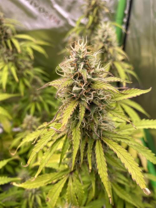 Super Lemon Haze Auto. Week 10