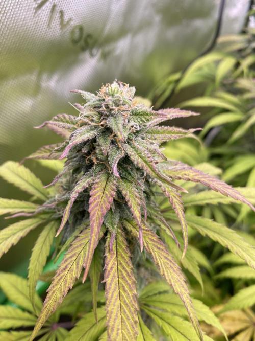 Super Lemon Haze Auto. Week 10