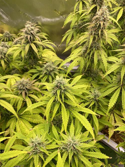 Super Lemon Haze Auto. Week 10 - Good picture of the 3 different phenotypes