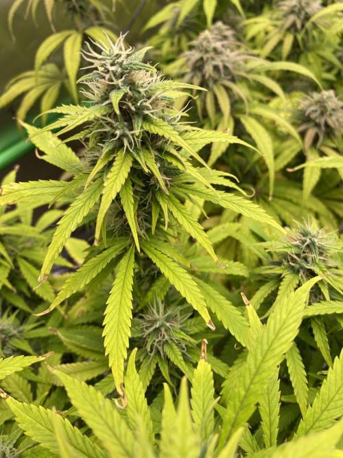 Super Lemon Haze Auto. Week 10