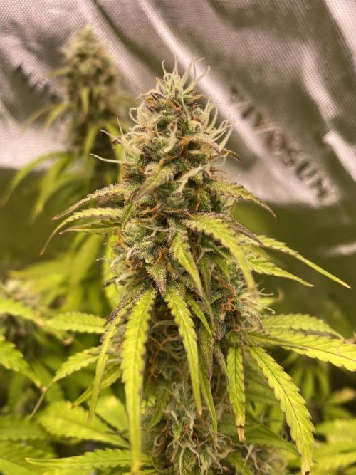 Super Lemon Haze Auto. Week 10