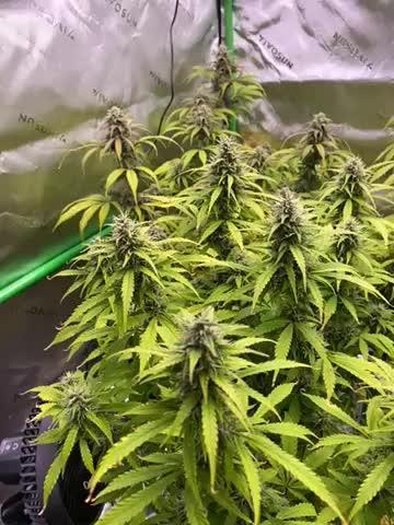 Super Lemon Haze Auto