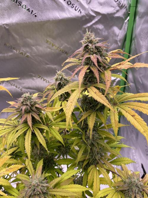 Super Lemon Haze Auto. Week 11 - 1