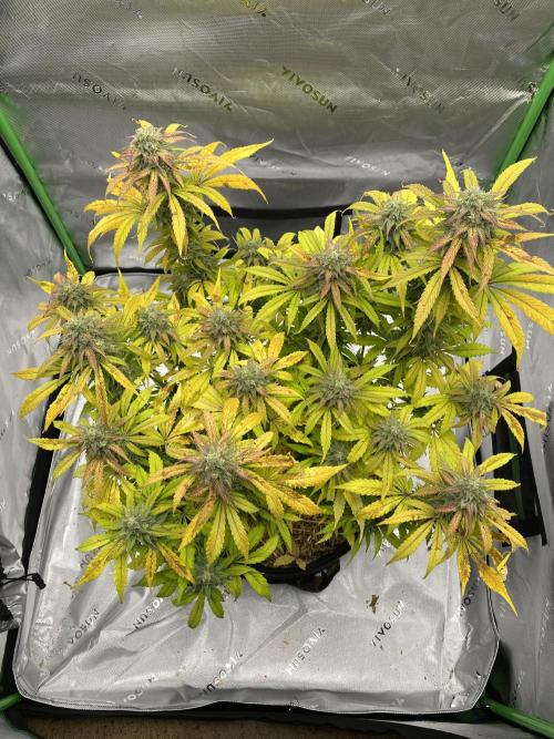 Super Lemon Haze Auto. Week 11 - 1