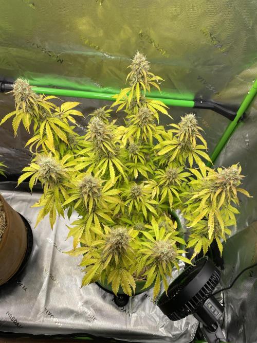 Super Lemon Haze Auto. Week 11 - 2