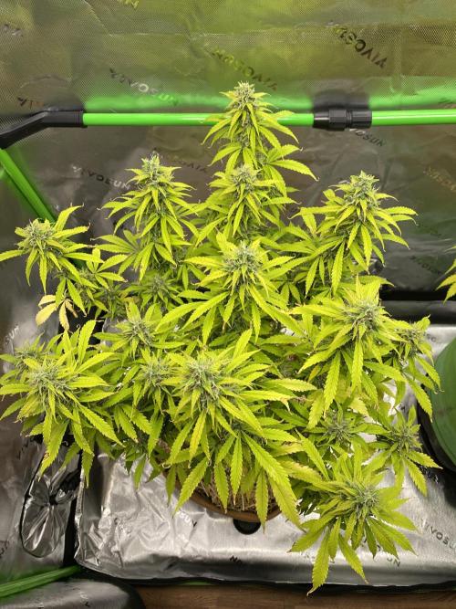 Super Lemon Haze Auto. Week 11 - 3