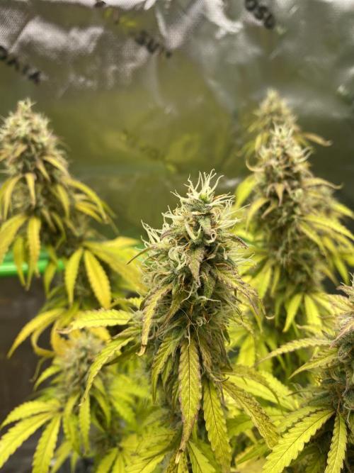 Super Lemon Haze Auto. Week 11 - 2