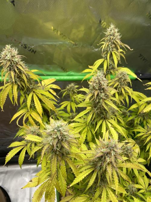 Super Lemon Haze Auto. Week 11 - 2