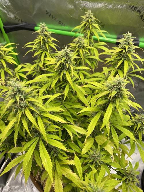 Super Lemon Haze Auto. Week 11 - 3