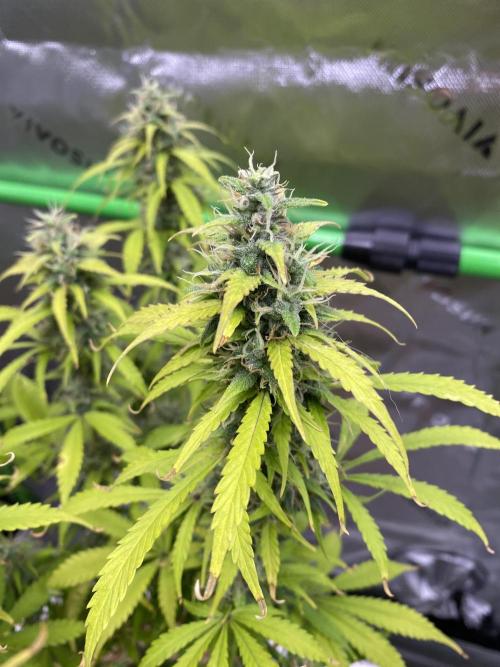 Super Lemon Haze Auto. Week 11 - 3