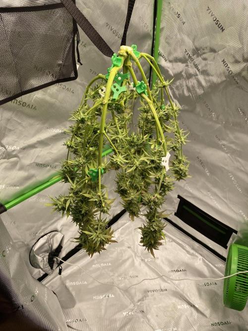 Super Lemon Haze Auto. Week 12