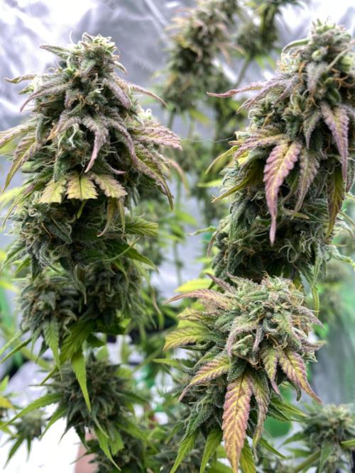 Super Lemon Haze Auto. Week 12