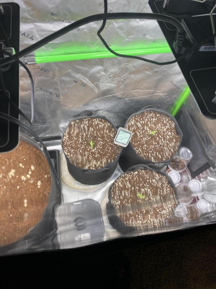 Black Rainbow Autoflower. Week 0 - Photo of when moved into tent