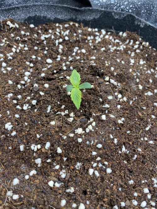 Black Rainbow Autoflower. Week 1