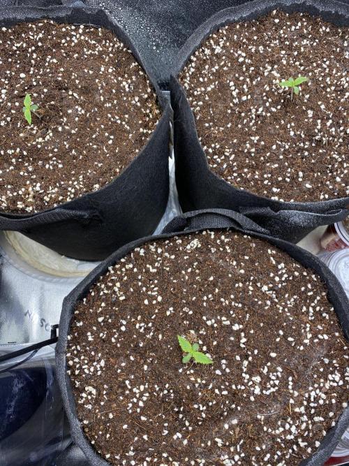 Black Rainbow Autoflower. Week 1