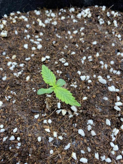 Black Rainbow Autoflower. Week 1