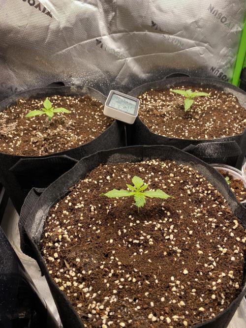 Black Rainbow Autoflower. Week 2