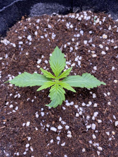 Black Rainbow Autoflower. Week 2