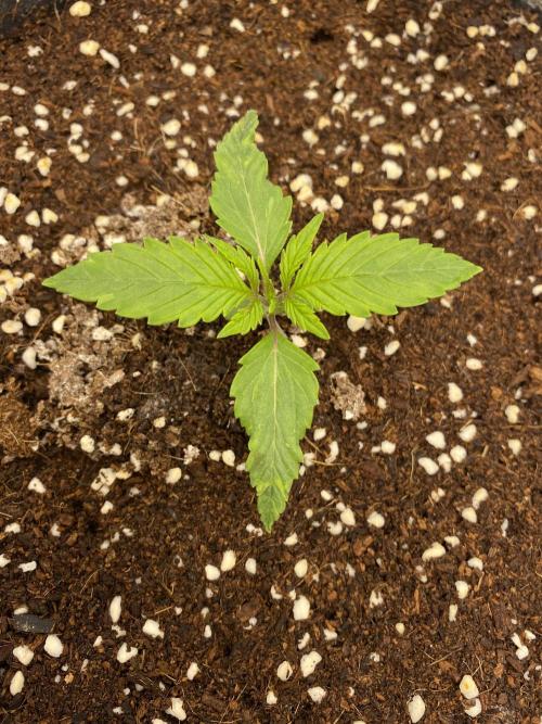 Black Rainbow Autoflower. Week 2