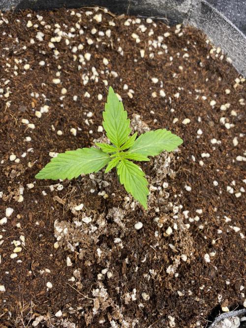 Black Rainbow Autoflower. Week 2