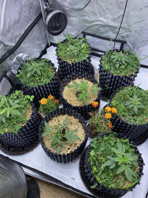 SLH & Grapefruit Autos. Week 12 - Week 3