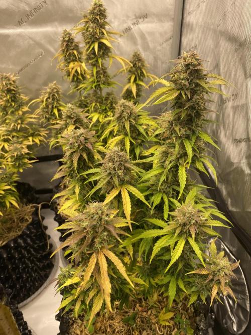 SLH & Grapefruit Autos. Week 12 - Week 12