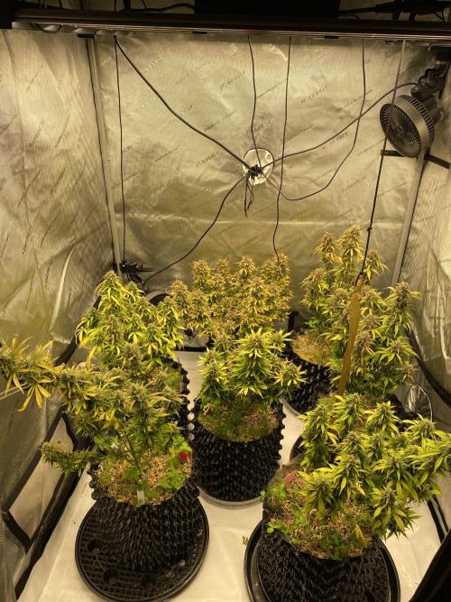 SLH & Grapefruit Autos. Week 12 - 3 SLH, 4 Grapefruit