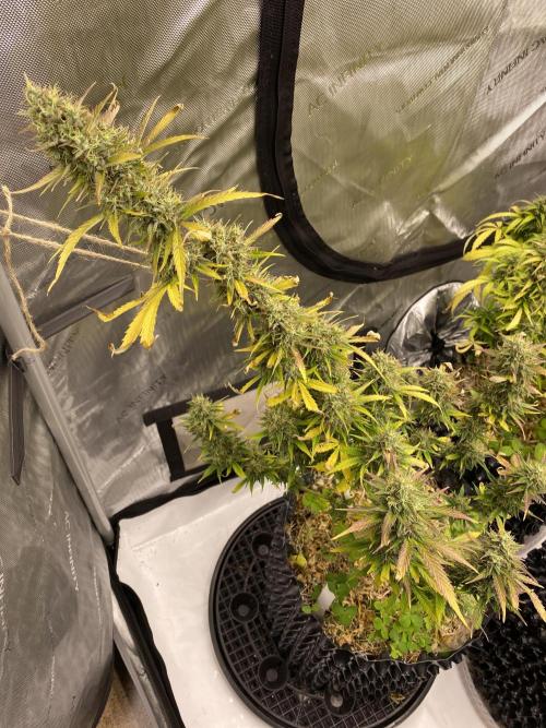 SLH & Grapefruit Autos. Week 12 - SLH 1