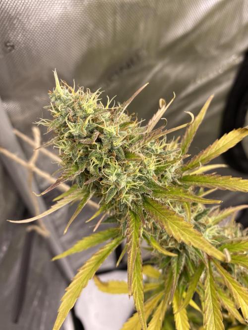 SLH & Grapefruit Autos. Week 12 - SLH 1