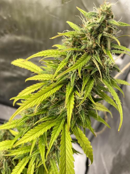 SLH & Grapefruit Autos. Week 12 - SLH 2