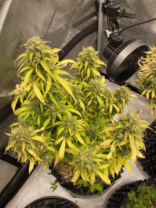 SLH & Grapefruit Autos. Week 12 - SLH 3