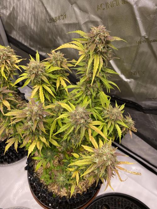 SLH & Grapefruit Autos. Week 12 - Grapefruit 2